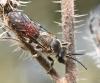 Lasioglossum nigripes